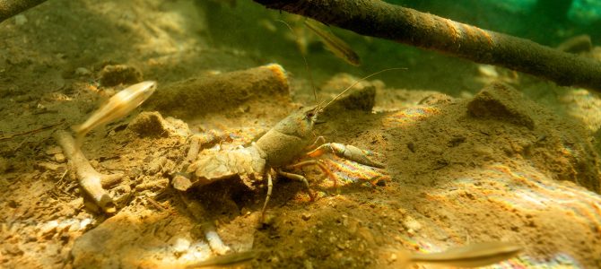 Riječni rak (Astacus astacus) Riječni rak (Astacus astacus)