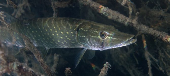 Štuka (Esox lucius) Štuka (Esox lucius)