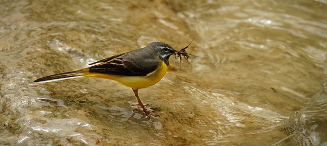 Gorska pastirica (Motacilla cinerea) Gorska pastirica (Motacilla cinerea)