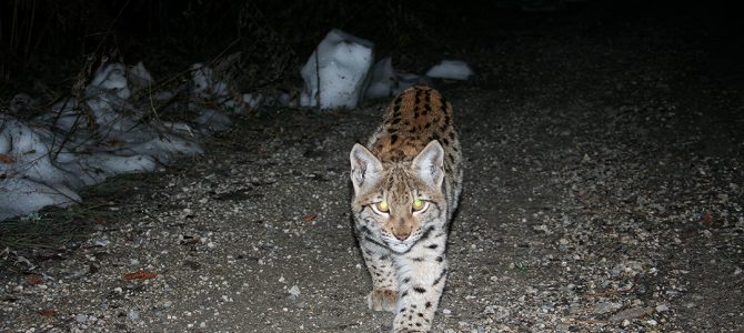 Euroazijski ris (Lynx lynx) Euroazijski ris (Lynx lynx)