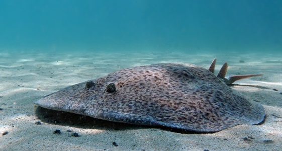 Drhtulja šarulja (Torpedo marmorata) Drhtulja šarulja (Torpedo marmorata)