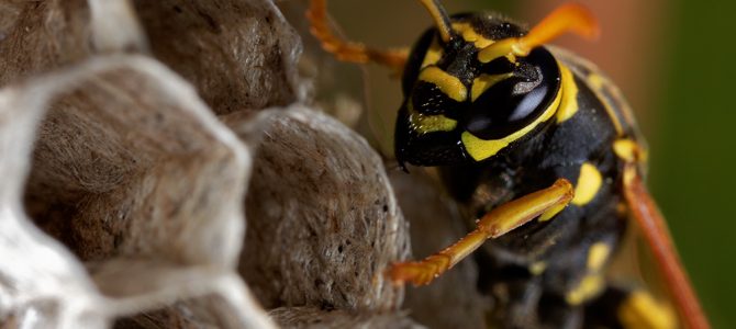 Ose (Vespidae) Ose (Vespidae)