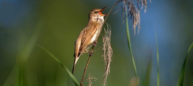 Veliki trstenjak (Acrocephalus arundinaceus) Veliki trstenjak (Acrocephalus arundinaceus)