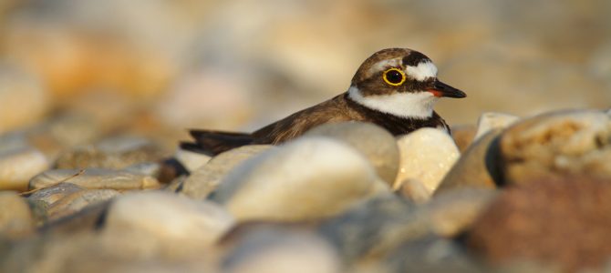 Kulik slijepčić (Charadrius dubius) Kulik slijepčić (Charadrius dubius)