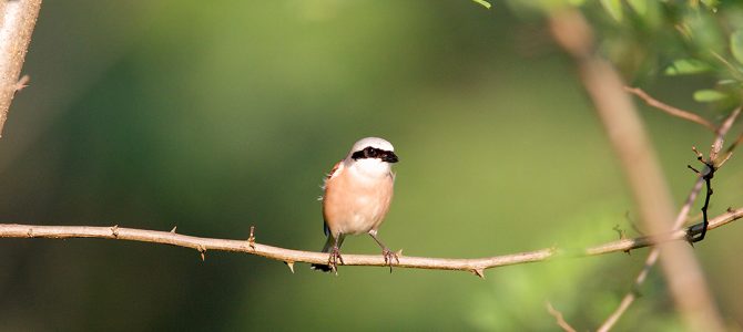 Rusi svračak (Lanius colurio) Rusi svračak (Lanius colurio)