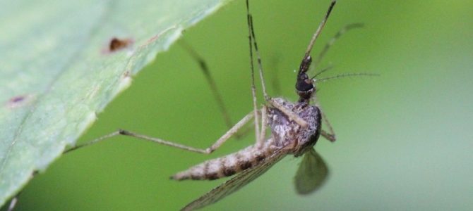 Komarci (Culicidae) – krvopije naših šuma i močvara Komarci (Culicidae) – krvopije naših šuma i močvara