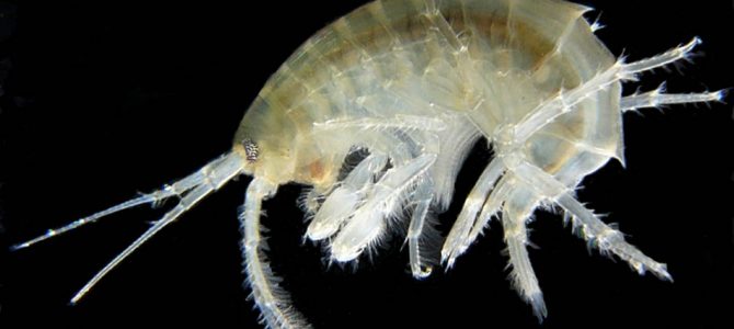 Rakušci (Gammaridae) Rakušci (Gammaridae)