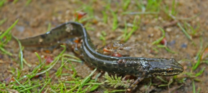 Mali vodenjak (Lissotriton vulgaris) Mali vodenjak (Lissotriton vulgaris)