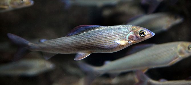 Lipljen (Thymallus thymallus) Lipljen (Thymallus thymallus)