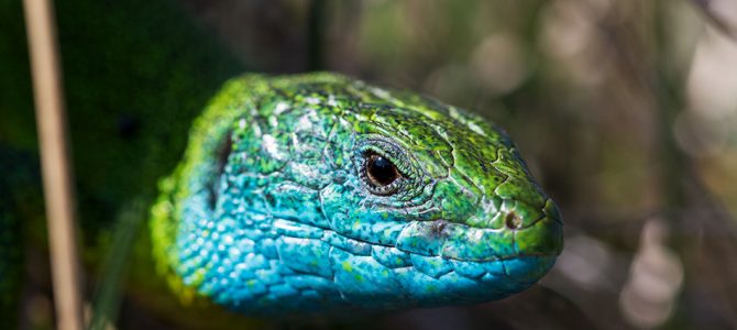Zelembać (Lacerta viridis) Zelembać (Lacerta viridis)