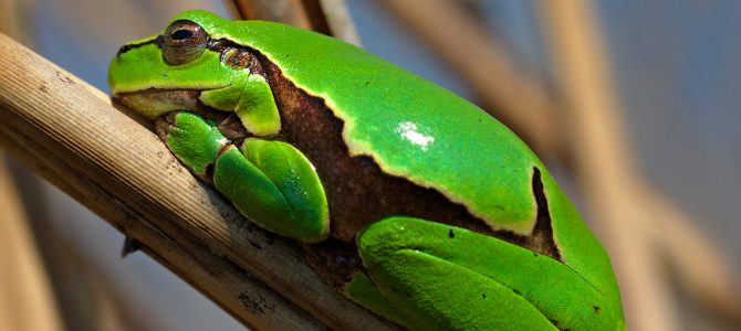Gatalinka (Hyla arborea) Gatalinka (Hyla arborea)