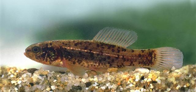 Crnka (Umbra krameri) Crnka (Umbra krameri)