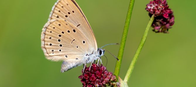 Livadni plavci – nevjerojatan životni ciklus leptira Livadni plavci – nevjerojatan životni ciklus leptira