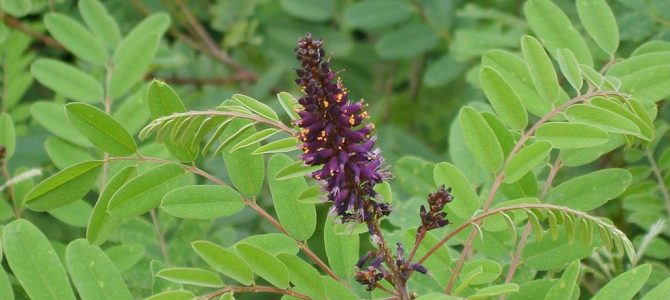 Čivitnjača (Amorpha fruticosa L.) Čivitnjača (Amorpha fruticosa L.)