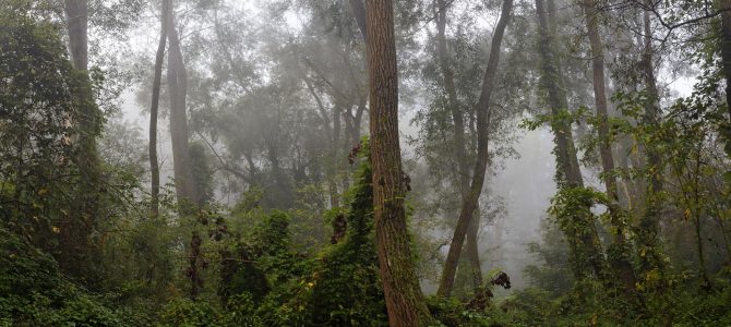 Hrvatske prašume Hrvatske prašume