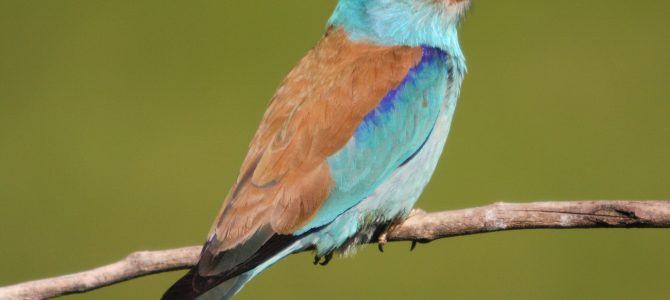 Zlatovrana (Coracias garrulus) – ptica 2020. godine u Hrvatskoj Zlatovrana (Coracias garrulus) – ptica 2020. godine u Hrvatskoj