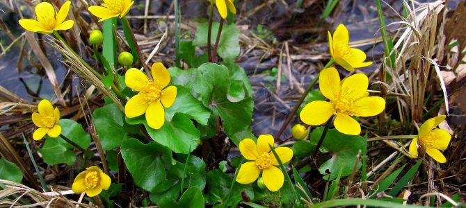 Kaljužnica (Caltha palustris) – ljubitelj blata i vode Kaljužnica (Caltha palustris) – ljubitelj blata i vode