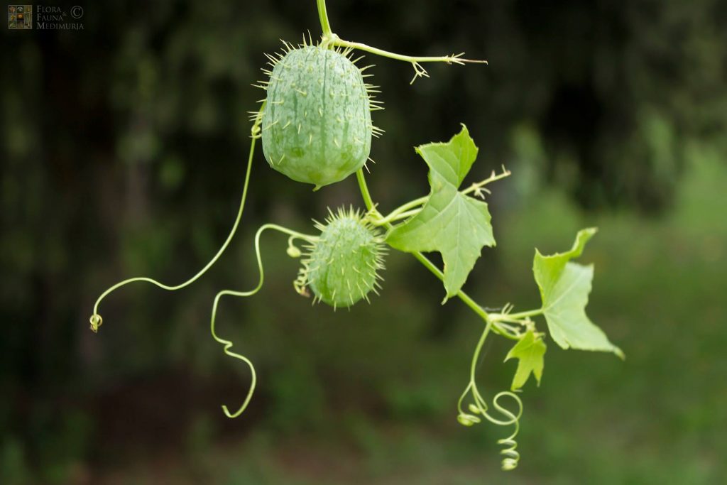 Bodljasta tikvica (Echinocystis lobata)