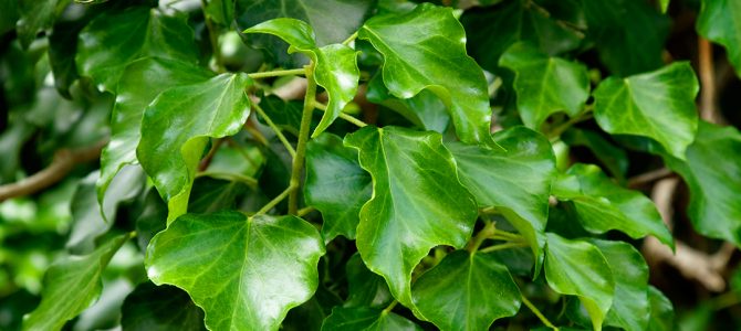 Bršljan (Hedera helix) – biljka penjačica Bršljan (Hedera helix) – biljka penjačica