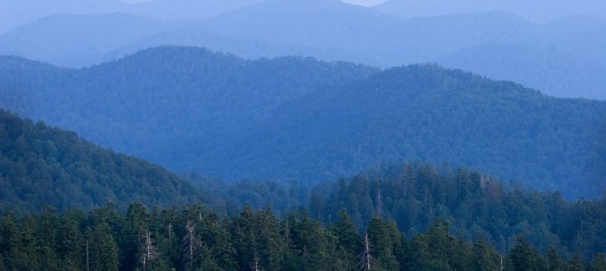 Jela – kraljica planinskih šuma Jela – kraljica planinskih šuma