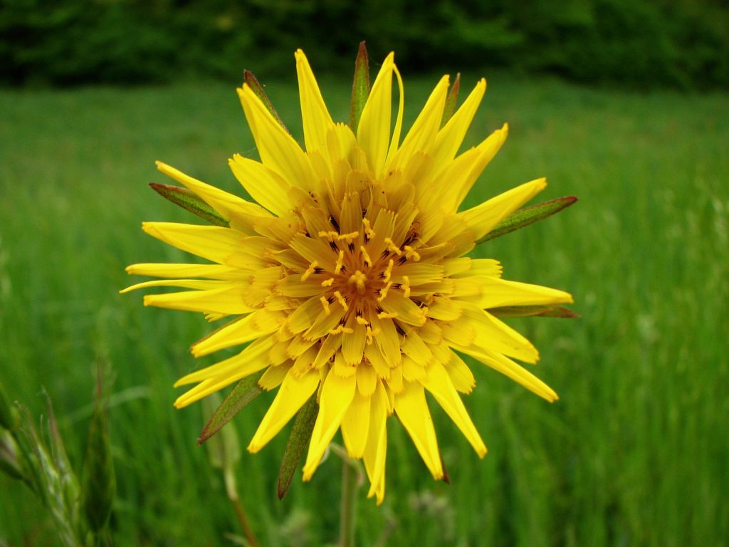 Istočnjačka kozja brada, Tragopogon pratensis