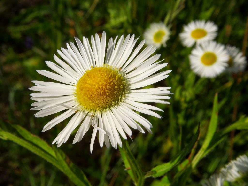Krasolika,Erigeron annuus