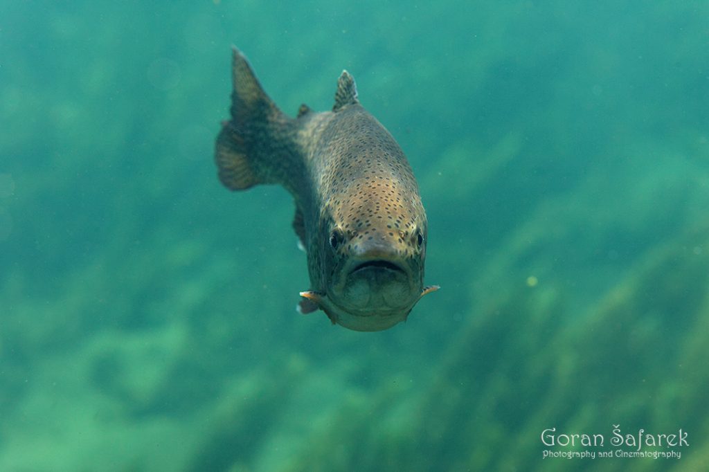 Kalifornijska pastrva, Salmo gairdneri irideus