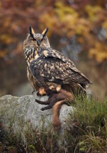 ušara, Bubo bubo