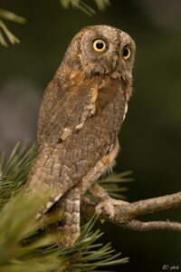 ćuk, Otus scops