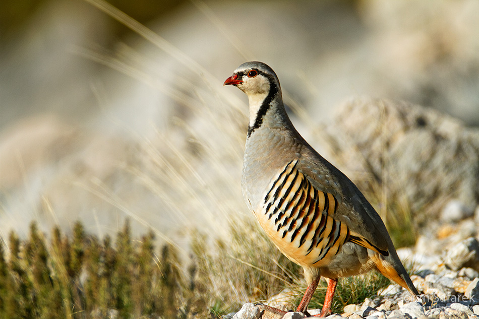 jarebica kamenjarka, Alectoris graeca