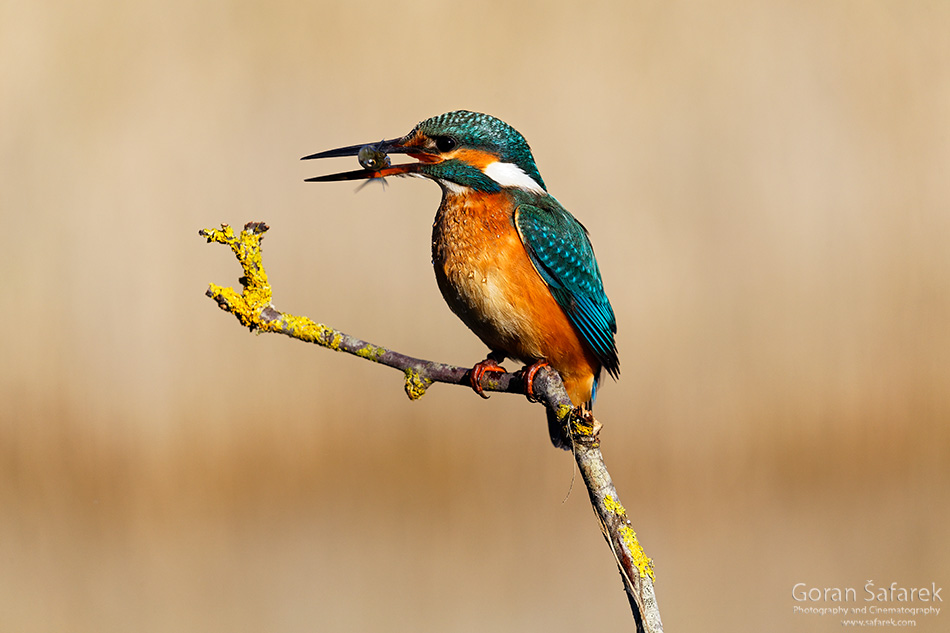 vodomar, Alcedo atthis