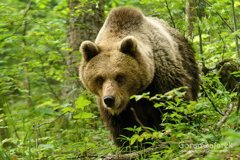 Smeđi medvjed, Ursus arctos