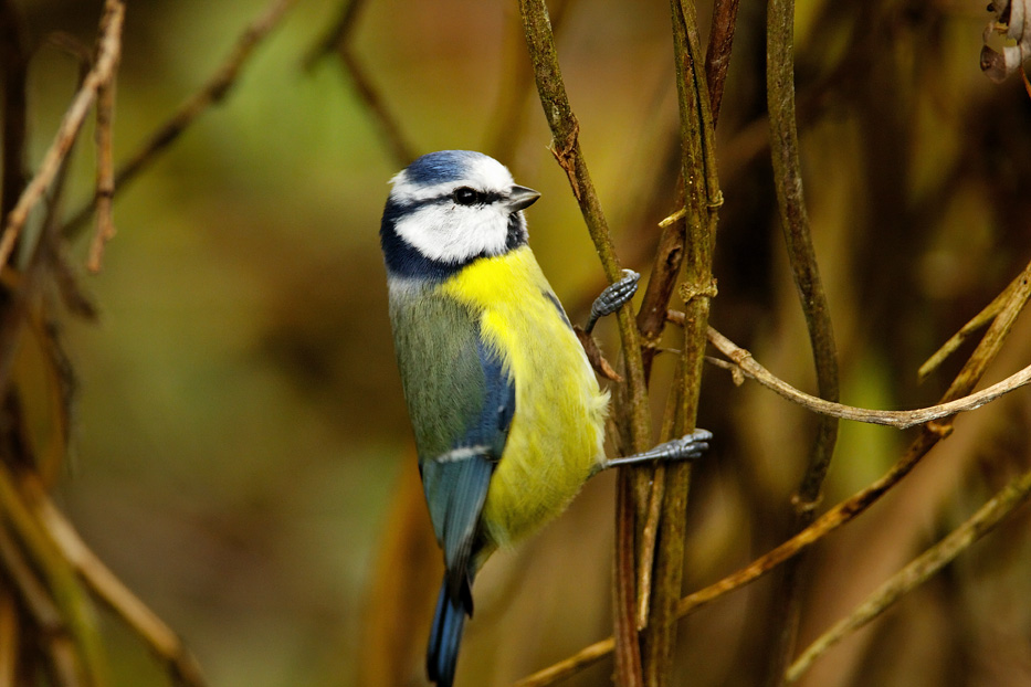 plavetna sjenica, Cyanistes caeruleus