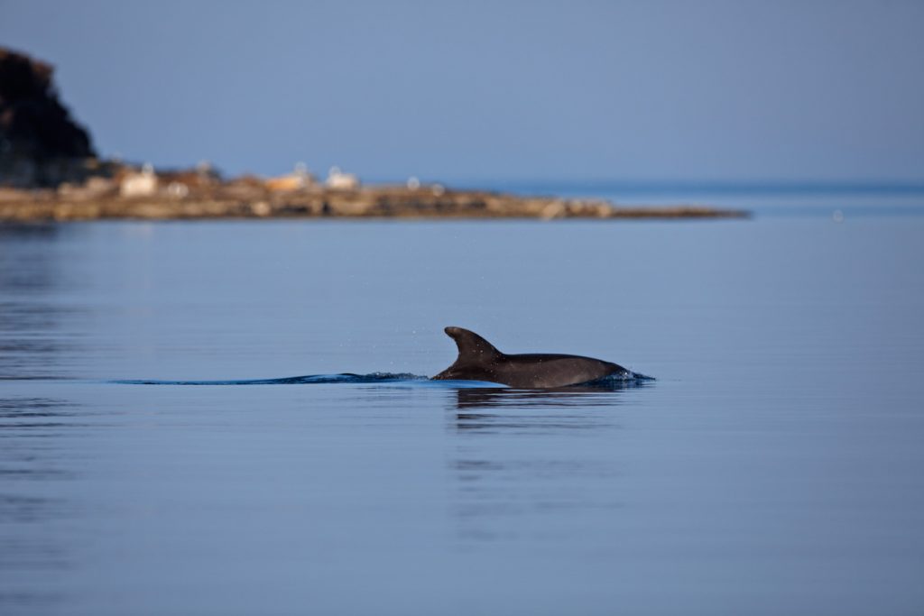 Dobri dupin, Tursiops truncatus, more, pelagijal, jadran