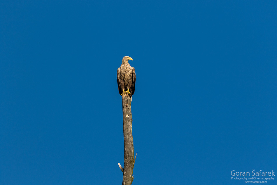 štekavac, Haliaeetus albicilla, orao, ptice