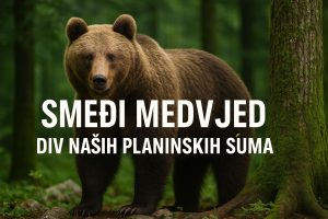 Smeđi medvjed, Ursus arctos