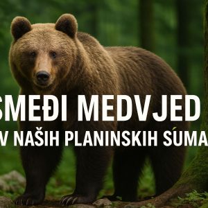 Smeđi medvjed, Ursus arctos