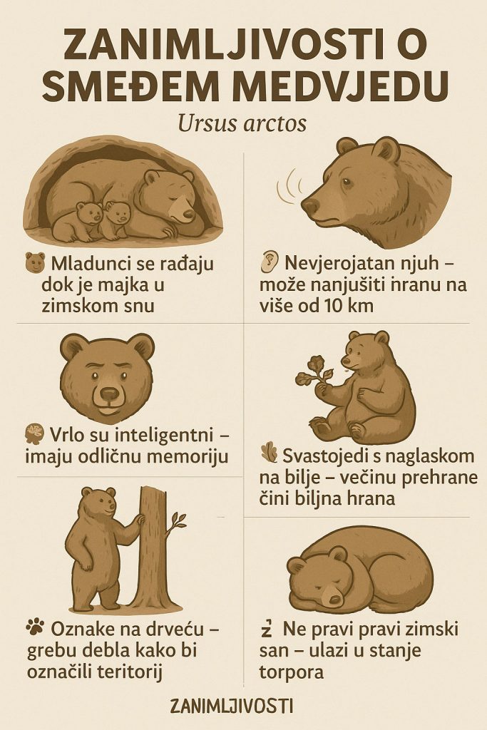 Smeđi medvjed, Ursus arctos