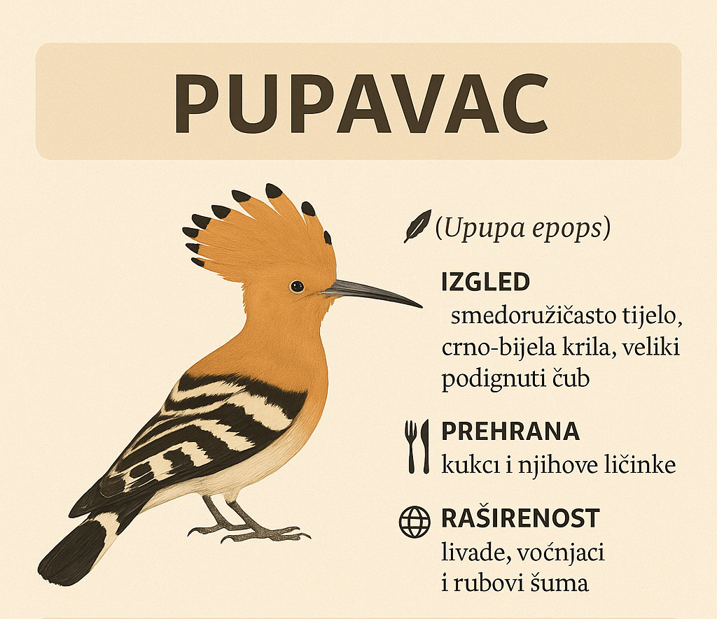 pupavac, Upupa epops