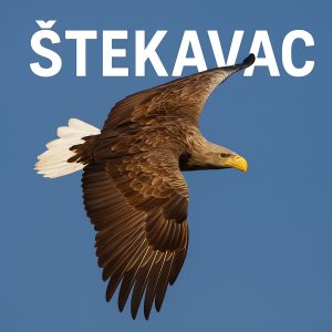 štekavac, Haliaeetus albicilla, orao, ptice