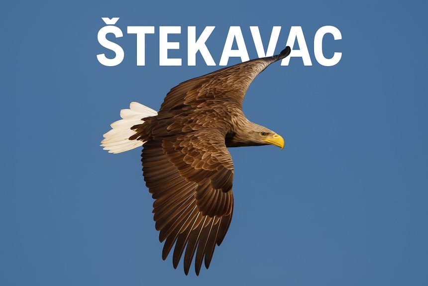 štekavac, Haliaeetus albicilla, orao, ptice