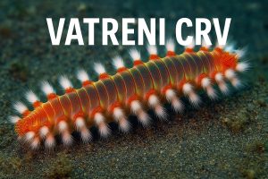 vatreni crv, Hermodice curunculata, more, bentos dno, obala