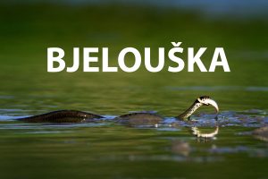 bjelouška, Natrix natrix