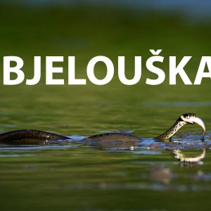 BJELOUSKA bjelouška, Natrix natrix