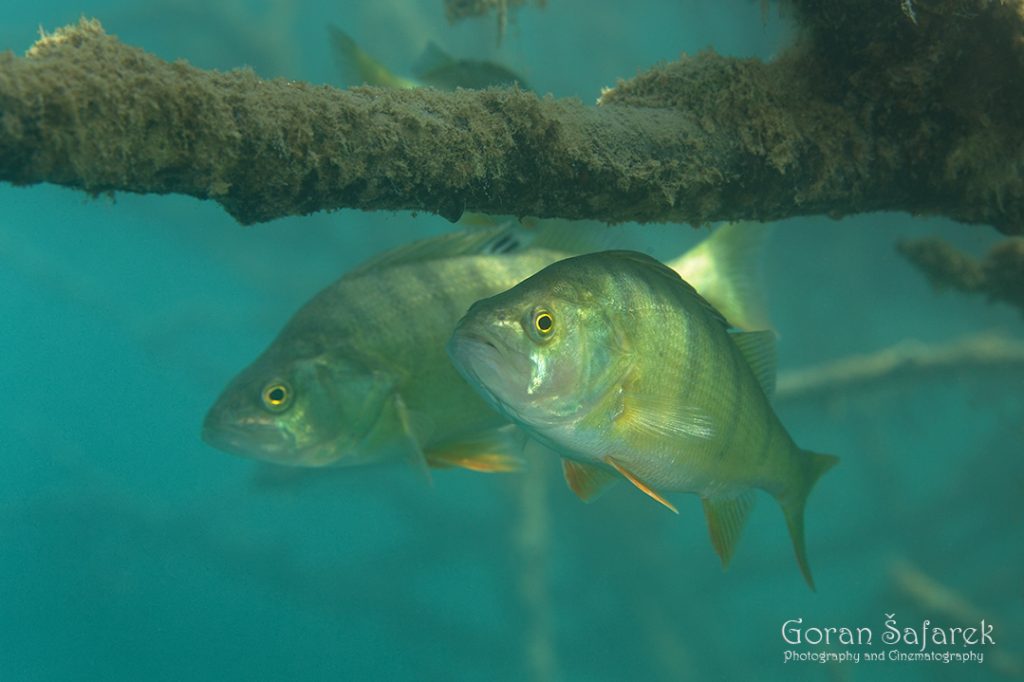 grgeč, Perca fluviatilis, riba, jezera