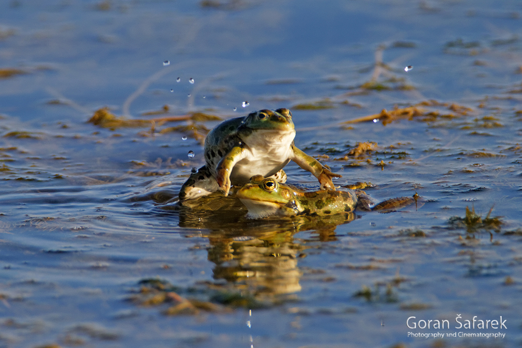 VIDEO: Borba zelenih žaba