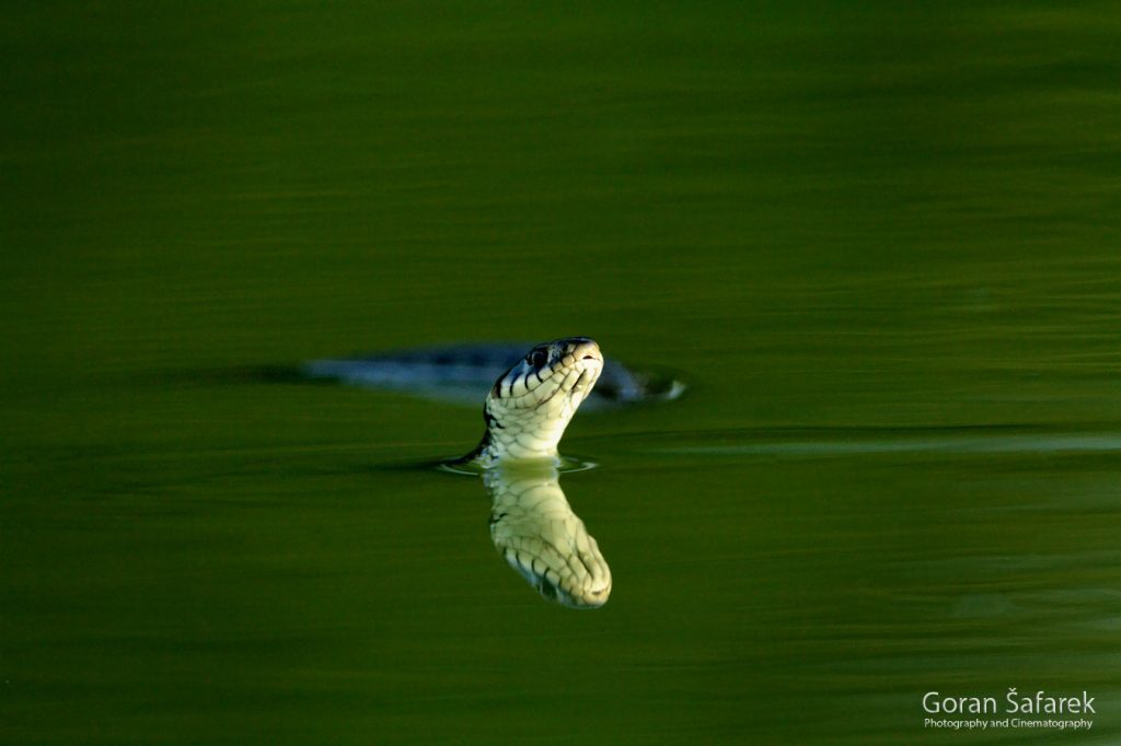  bjelouška, Natrix natrix, zmija, zmije