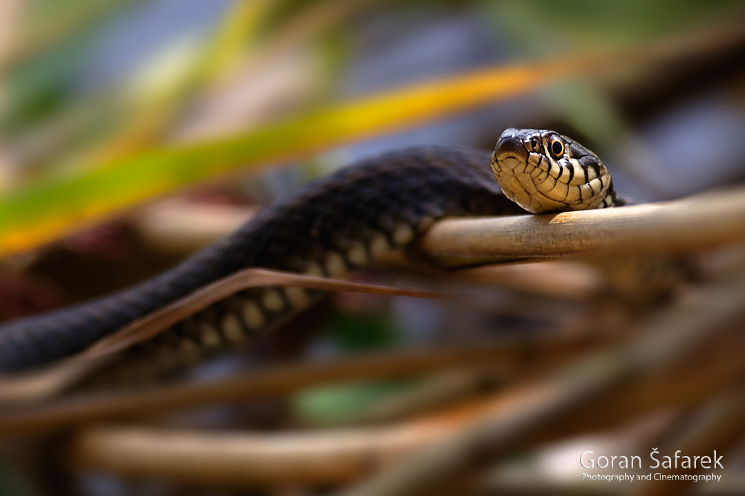 Bjelouška – zmija lovac uz vode