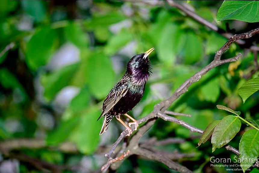 čvorak, Sturnus vulgaris