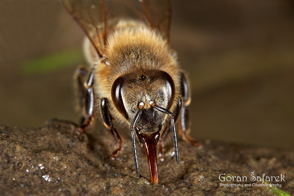 Pčela, Apis melifera, kukac, oprašivanje, žeđ, voda